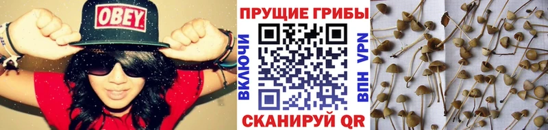 продажа наркотиков  Бикин  Псилоцибиновые грибы мухоморы 